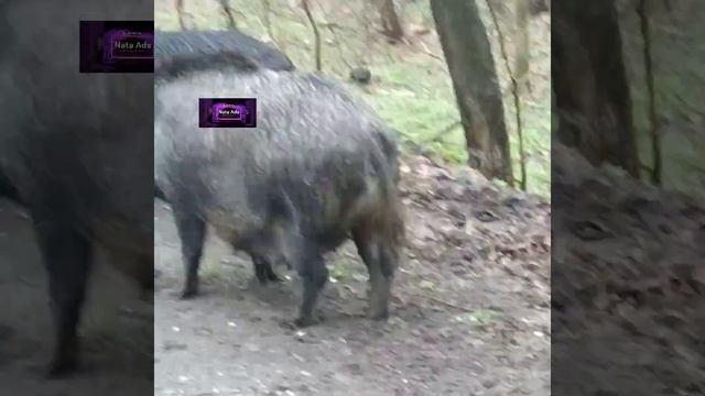 Україна, Почти парк Фельдмана, на трассе дикие кабаны в натуре смотреть онлайн