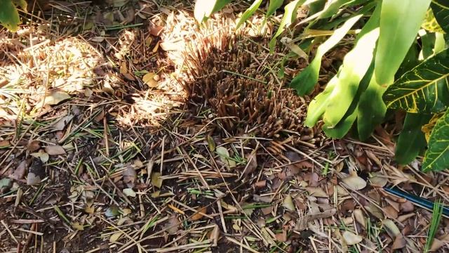 How To Remove Papyrus Plants From Your Yard смотреть онлайн