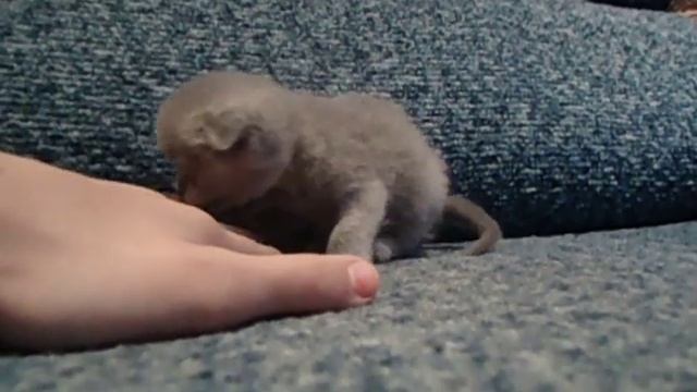 котёнок шотландский вислоухий
