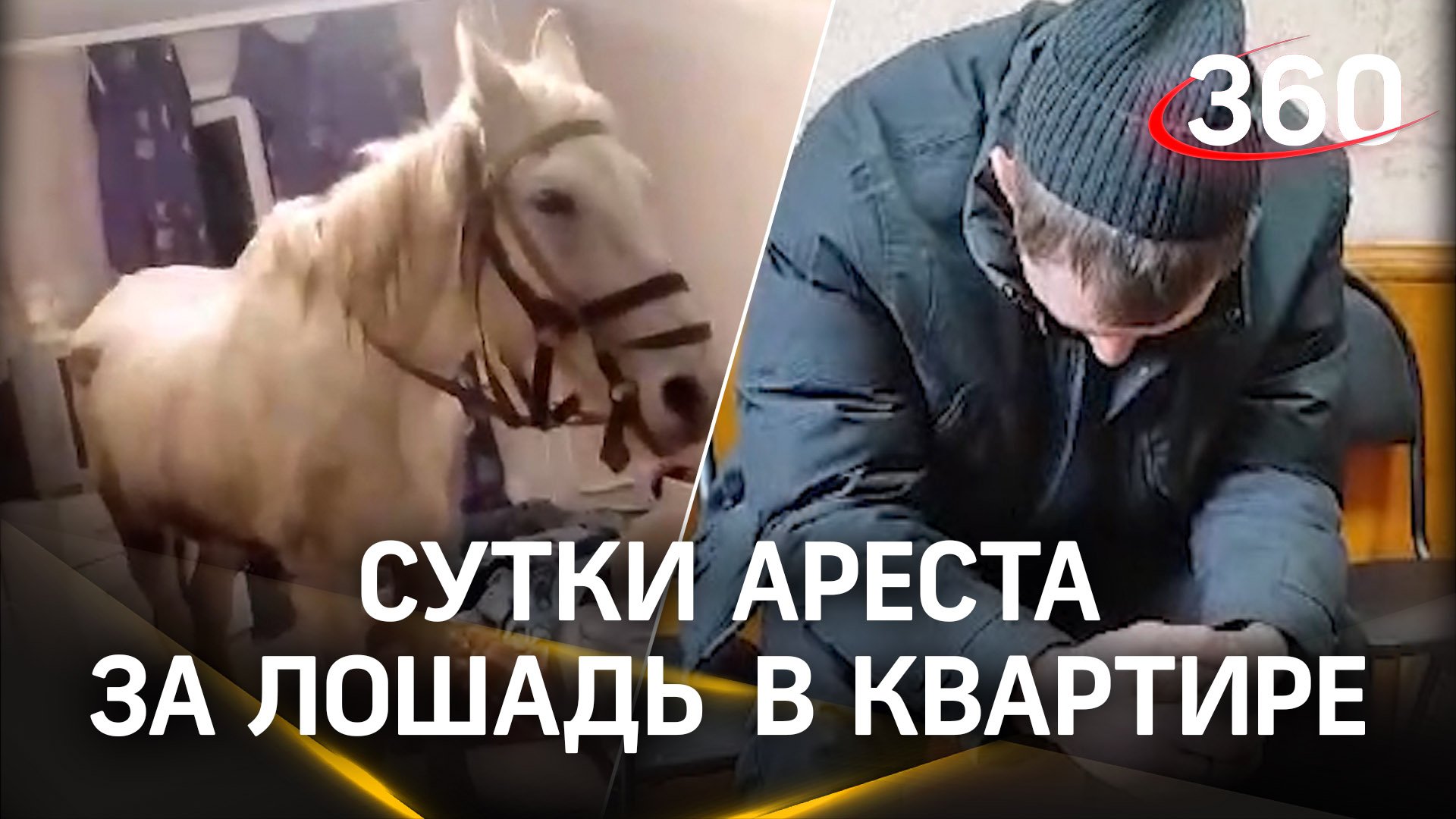 Сутки ареста получил житель Кузбасса: в подарок жене на 8 Марта привёл в квартиру лошадь