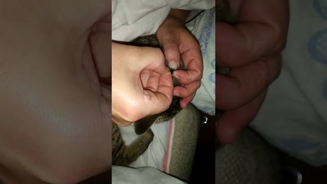 Снимаем клеща с кота смотреть онлайн