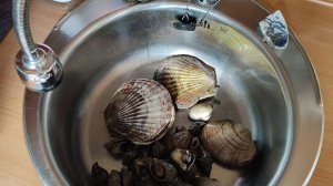 Сбор морепродуктов на острове Сахалин. Что можно собрать за 30 минут.