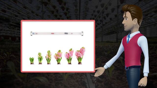 Фитолампа  Светлячок смотреть онлайн