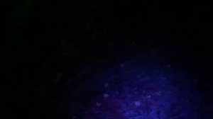 Поиск грибов в лесу ночью