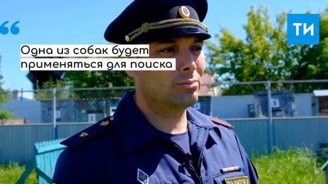 Кинологи УФСИН РТ передали на службу в колонии и СИЗО пять немецких овчарок смотреть онлайн