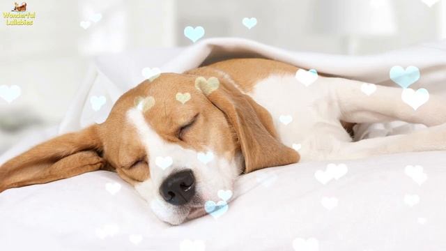 Dog Music Relaxing Sleep Music Lullaby For Puppies ♫ Calm Your Dog ♥ Best Lullaby For Beagles смотреть онлайн