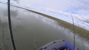 НА НОВОМ МЕСТЕ МНОГО РЫБЫ. САЗАН НА БОИЛЫ. САЗАН НАЧИНАЕТ ПРОСЫПАТЬСЯ.