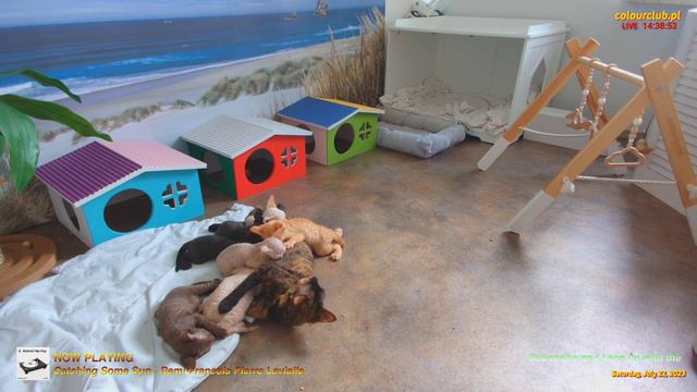 Harmony of Paws: Chill Out Music and ColourClub.pl Cattery 🌟 LIVE 04 смотреть онлайн