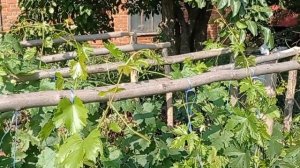 @Школка саженцев винограда В Е  Якушенка  Виноград 2021