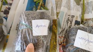 Обзор посылки от коллекционера флоксов