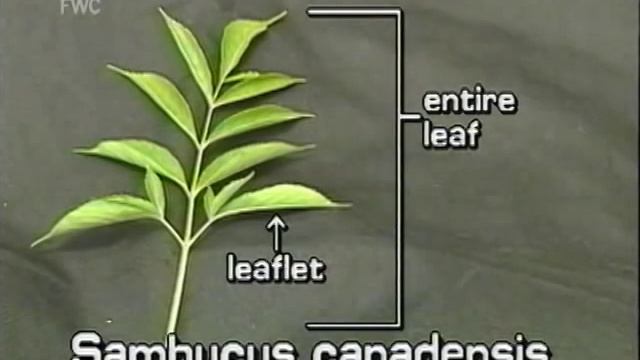 elderberry (Sambucus nigra (syn. S. canadensis) смотреть онлайн