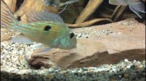 Мир Геофагусов/Welt des Geophagus