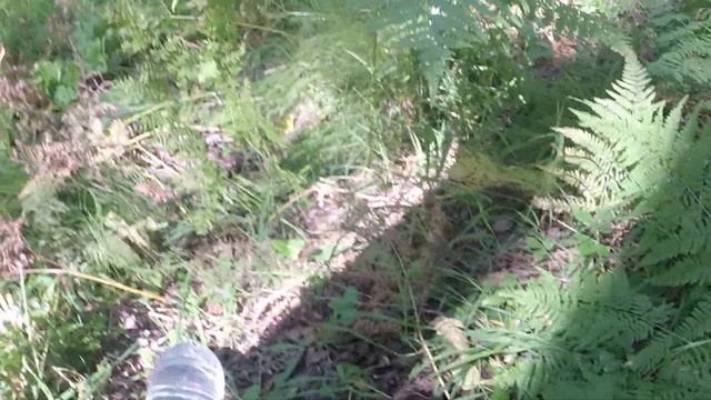 Охота на барсука с ягдтерьерами. Первый бой 0:1. У нас потери. смотреть онлайн