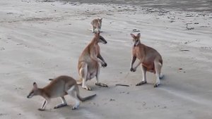 Эти Битвы Животных-Кенгуру против кенгуруThese Animal Battles are Kangaroo vs Kangaroo#вделе