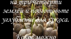 КОКОС выращивание в домашних условиях