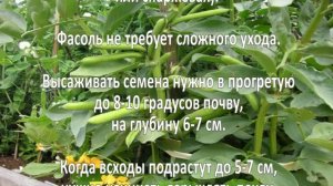 Выращивание фасоли. Как вырастить фасоль?