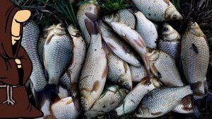 Потаскали Карасей от души! Рыбалка на поплавок на карася и карпа на прудах / fishing