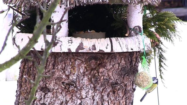 GARTEN aktuell - Februar 2012 смотреть онлайн