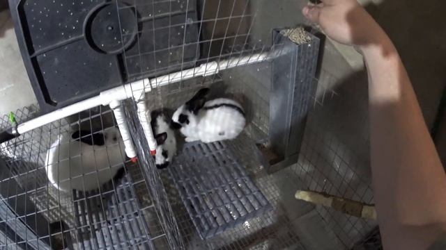 Разделка кролика на время. Включаем секундомер на забой кролика и краткий обзор содержания кролико смотреть онлайн