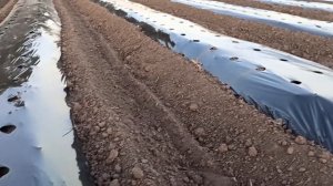 Бугры под клубнику мотоблоком. Результат.