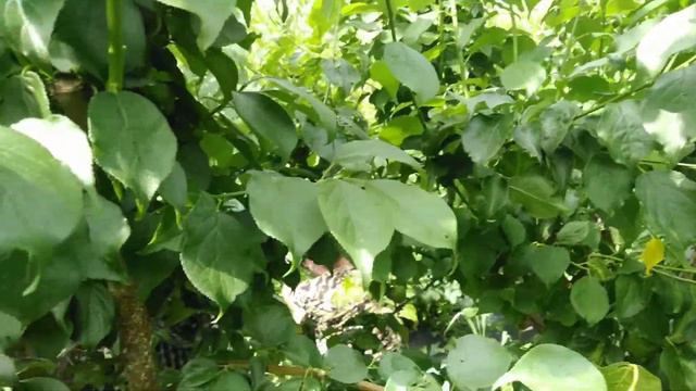 Южная Корея смена обстановки, сбор слив) смотреть онлайн