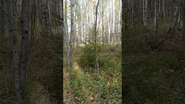 Гуляем в лесу, собираем грибы. смотреть онлайн