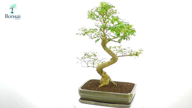 Ligustrum Indoor Bonsai (PL40) смотреть онлайн