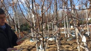 Обрезка плодовых деревьев весной!