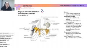 Тройничный нерв | Нормальная анатомия. DentalMED