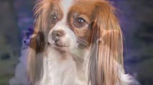 Континентальный той спаниель