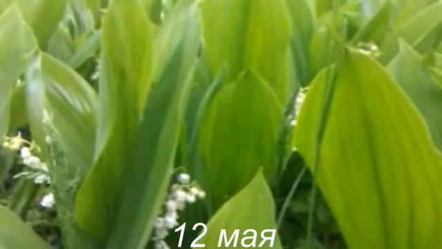 Ландыши... ландыши... Красота весенняя... смотреть онлайн