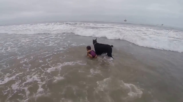 Собака не дает ребенку зайти глубоко в море