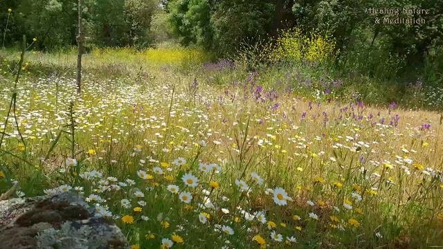 Расслабляющая медитация в окружении природы🌼 ДОБРОЕ УТРО, ВЕСЕННЯЯ ПРИРОДНАЯ ТЕРАПИЯ🌷 Целебные зву