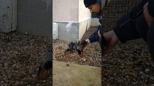 Щенки босерона (французская гладкошёрстная овчарка) - 2