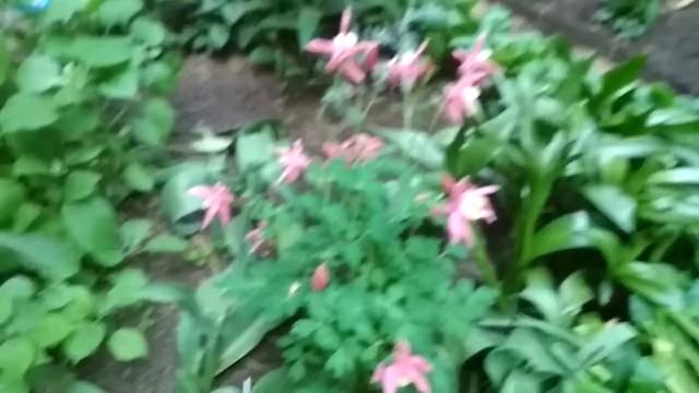 Зацвела красотка Аквилегия крупная розовая! смотреть онлайн