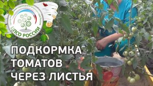 Внекорневая подкормка томатов. Как подкормить помидоры через листья.