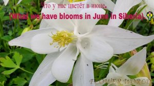 Что у нас цветёт в июне.(What we have blooms in June in Siberia).💐