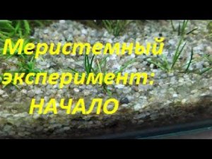 Меристемные аквариумные растения. Акт 1. (Архив от 1.10.2021)