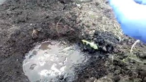 Высадка рассады дыни в открытый грунт