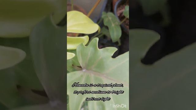 Philodendron Xanadu:indoor plant, air purifier, low maintenance #plant #shortvideo #shortsfeed