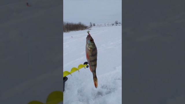 Рыбалка на МОРМЫШКУ 🕳️🎣🕳️🐟🎣🕳️🐟🌊🕳️🐟🌅🕳️🏞️🎣🐟📽️