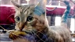 Кот принес листик в магазин, чтобы купить рыбу. То, что сделал продавец всех напугало!