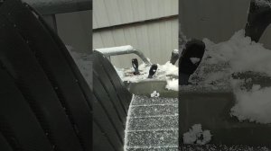 японский минитрактор kubota b92 зимний запуск. ПРОДАН