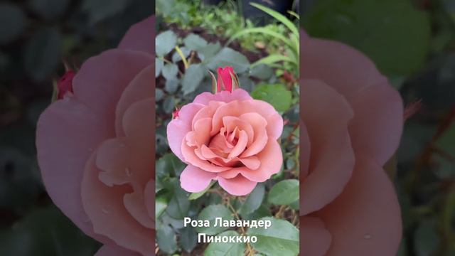 Роза лавандер Пиноккио / Lavender Pinocchio