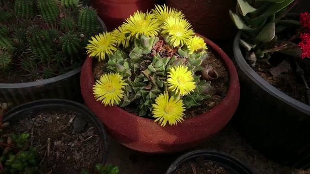 Boca de Tigre (Faucaria tigrina)