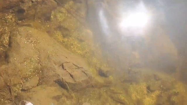 УБОЙНАЯ НАЖИВКА НА МИРНУЮ РЫБУ_РЕКА ДНЕПР 2023 #рыбалка #днепр #fishing #лещ #трофей #карась