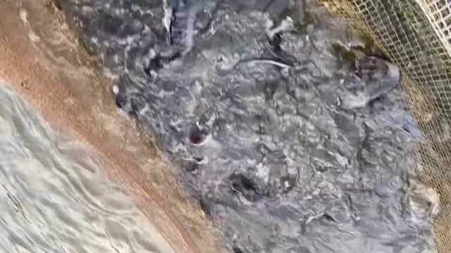 Зарыбили основной,клариевым сомиком) смотреть онлайн