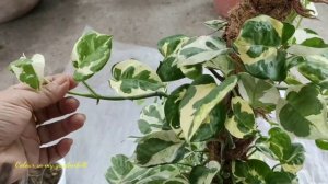 Marble Pothos, N -Joy