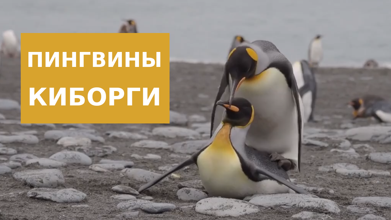 Пингвины Киборги смотреть онлайн