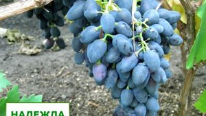 19. Описание сортов винограда и выбор сорта винограда